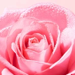 Nuxe Very Rose, Eau de Parfum, 100 мл: цены и характеристики