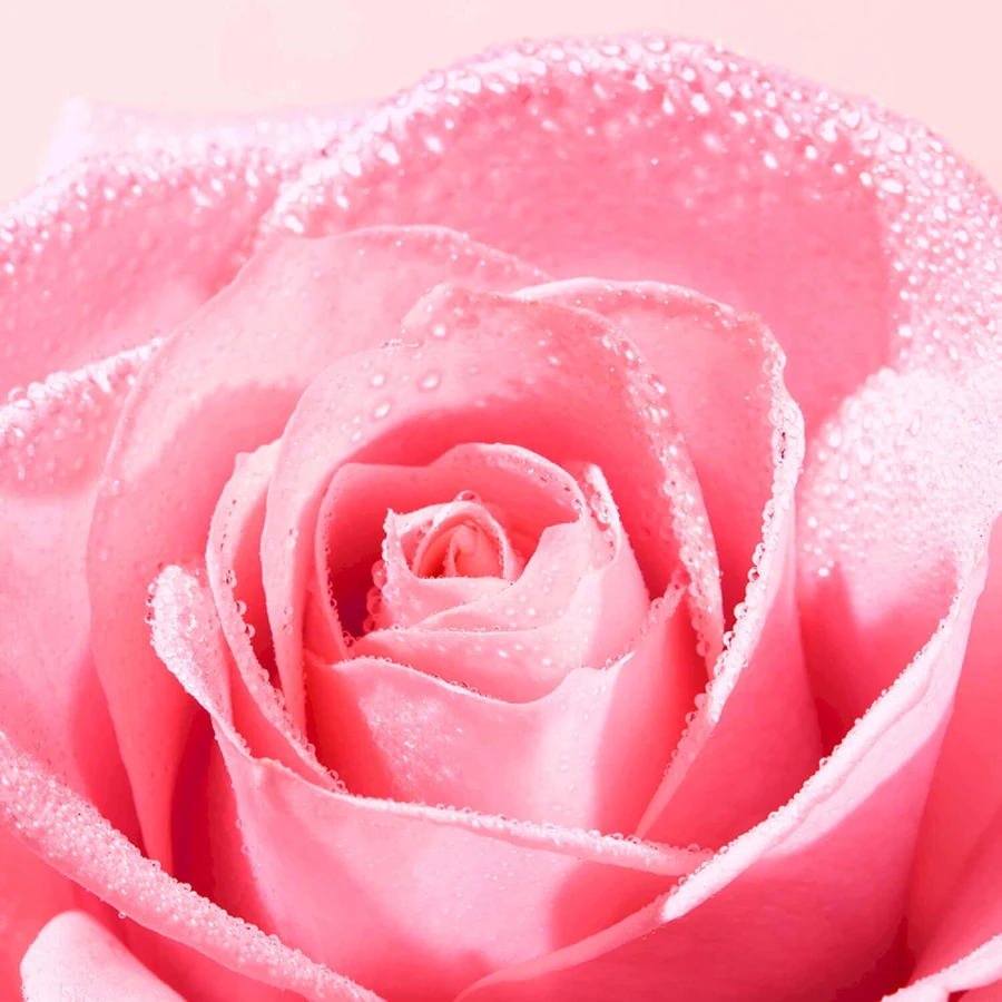 Nuxe Very Rose, Eau de Parfum, 100 мл: цены и характеристики
