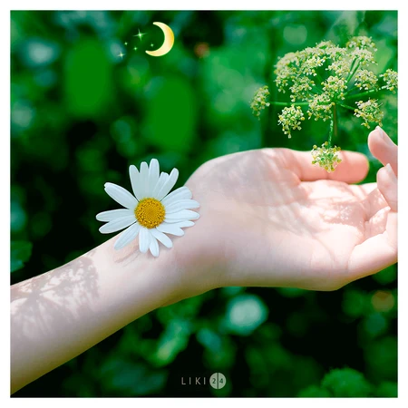 Прокладки гигиенические Naturella Ultra Camomile Night с крылышками №7: цены и характеристики