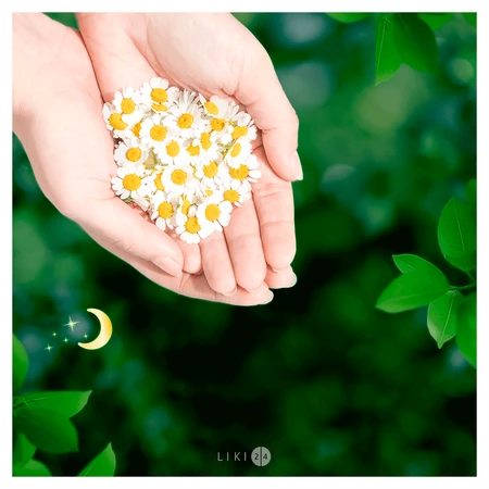 Прокладки гигиенические Naturella Ultra Camomile Night с крылышками №7: цены и характеристики