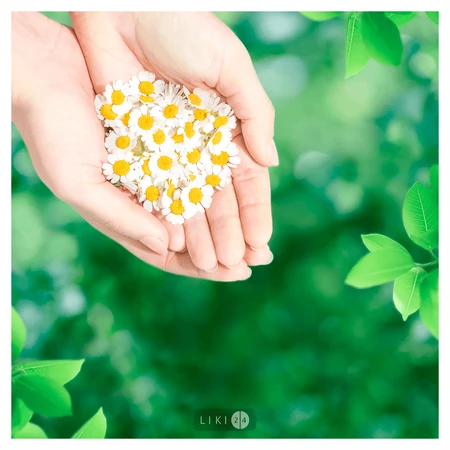 Прокладки гігієнічні Naturella Ultra Maxi Camomile №32: ціни та характеристики