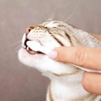 Зубная паста для животных Trixie с щеткой для кошек: цены и характеристики