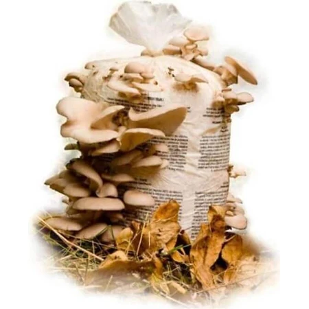 ЛАКТОБАЦИЛЛЫ ТЕРЕЗИИ + УСТРИКОЗНЫЙ ФУНГУС 1х10 капс, с бетаглюканами ФОРТЕ: цены и характеристики