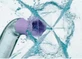 Philips Sonicare Power Flosser station HX3911/40