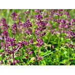 Паразити 12 Detox Forte Herbagetica, 120 капсул: ціни та характеристики