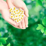 Нічні прокладки Naturella Ultra 14 шт: ціни та характеристики