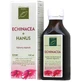 Эхинацея Hanus (спиртовой экстракт) 100 мл