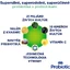 Пробіотик GS GS Probiotic Strong 80 капсул