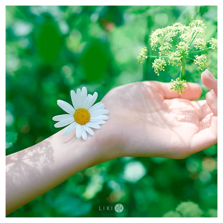 Прокладки гигиенические Naturella Camomile Ultra Maxi №16: цены и характеристики