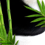 Bear Fruits Bamboo Panda Hair Mask (+ маска для волос) 20 мл: цены и характеристики