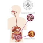 Impruvis Probiotic Fast Melt Bifodan, 10 пакетиков: цены и характеристики