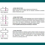 Pylori-Screen, быстрый тест для выявления антител против Helicobacter pylori, 1 штука: цены и характеристики