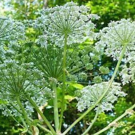 Борщівник європейський Pro Natura, 60 капсул: ціни та характеристики