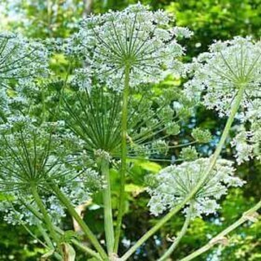 Борщівник європейський Pro Natura, 60 капсул: ціни та характеристики