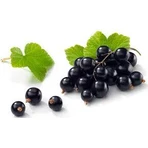 Экстракт почек черной смородины Plant Extrakt, 50 мл: цены и характеристики