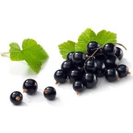 Экстракт почек черной смородины Plant Extrakt, 50 мл: цены и характеристики