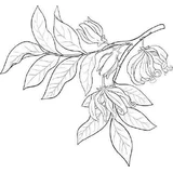 Alteya Organics Ylang - олія іланг-іланг 1×10 мл, ефірна олія