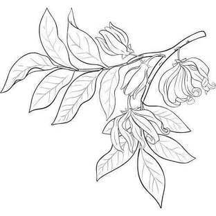 Alteya Organics Ylang - олія іланг-іланг 1×10 мл, ефірна олія