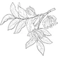 Alteya Organics Ylang - олія іланг-іланг 1×10 мл, ефірна олія