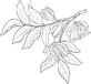 Alteya Organics Ylang - олія іланг-іланг 1×10 мл, ефірна олія