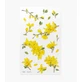 Декоративні квіткові наклейки Forsythia Appree
