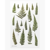Декоративные стикеры для растений Orhidee Fern