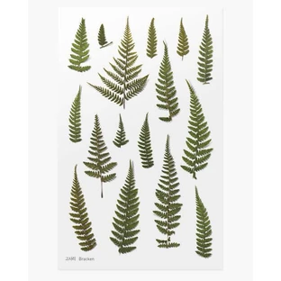 Декоративные стикеры для растений Orhidee Fern