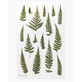 Декоративные стикеры для растений Orhidee Fern