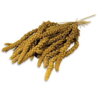 JR Farm (Джиэр Фарм) Birds Spray Millet Yellow – Жёлтое просо для волнистых попугаев и других декоративных птиц; 250 г