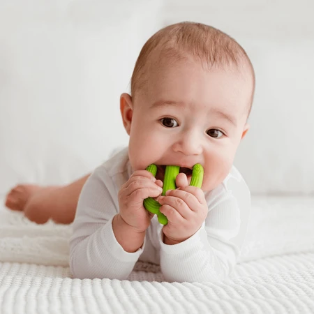 Dumel GiliGums, прорезыватель, кактус, зеленый, 3 луны, 1 букашка: цены и характеристики
