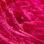 Roger & Gallet Rose, молочко для тіла, 250 мл: ціни та характеристики
