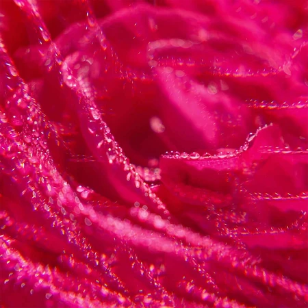 Roger & Gallet Rose, молочко для тіла, 250 мл: ціни та характеристики