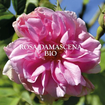 Sanoflore Eaux Florales Органическая цветочная вода розы 200 мл: цены и характеристики