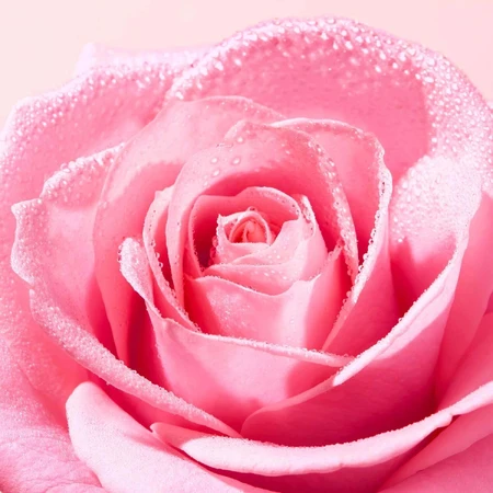 Nuxe Very Rose, успокаивающая мицеллярная вода 3-в-1, 400 мл: цены и характеристики