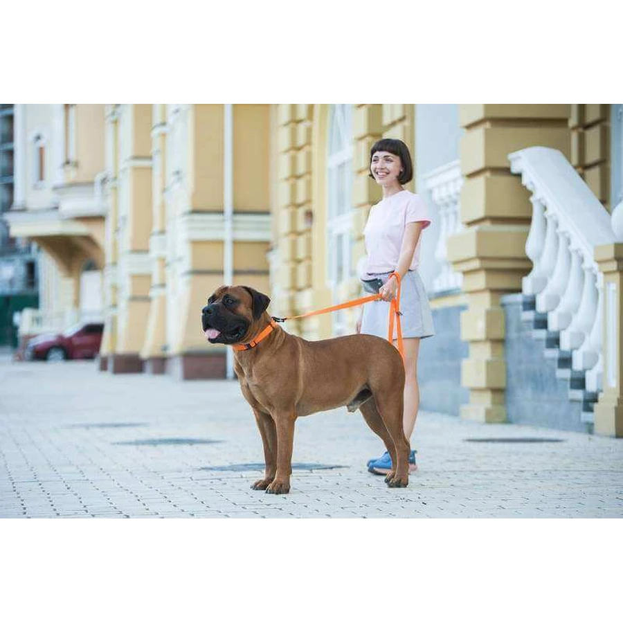 Collar (Коллар) Evolutor - Поводок Эволютор для собак средних, крупных и гигантских пород (Оранжевый), 2,5 х 210 см: цены и характеристики