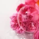 Roger & Gallet Rose, гель для душу, 500 мл