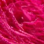 Roger & Gallet Rose, гель для душа, 500 мл: цены и характеристики