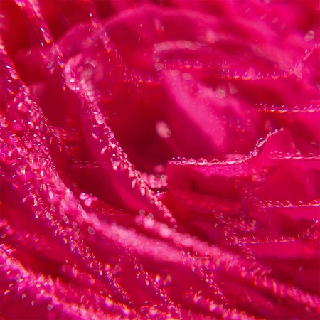 Roger & Gallet Rose, гель для душа, 500 мл: цены и характеристики