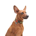 Collar (Коллар) Waudog Nylon - Ошейник для собак с рисунком 'Милитари', QR паспортом и металлической пряжкой-фастекс, нейлоновый, 2,5х31-49 см: цены и характеристики