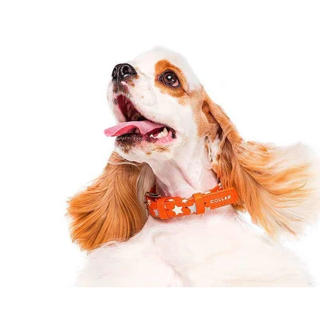 Collar (Коллар) Waudog Glamour – Нашийник шкіряний з QR паспортом для собак, візерунок 'Зірочка' світиться/світловідбиваючий 3,5х46-60 см (Помаранчевий): ціни та характеристики