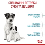 Royal Canin Mini Starter Mother Babydog Сухий корм для щенят до 2-х місяців, 8 кг: ціни та характеристики