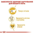Royal Canin British Shorthair Adult Сухий корм з птицею для дорослих Британських короткошерстих котів, 8 кг + 2 кг: ціни та характеристики