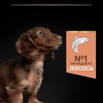 Purina Pro Plan Small&Mini Puppy Sensitive Skin Сухой корм с лососем для щенков мелких пород с чувствительной кожей, 3 кг: цены и характеристики