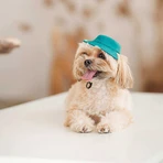 Pet Fashion Rob Панама Роб для собак (бирюзовая), L: цены и характеристики