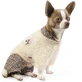 Pet Fashion Костюм для собак ФЛЕР M