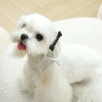 M-Pets Glam Набор шпилек-косточек для собак, 4 шт. (Бело-черный): цены и характеристики