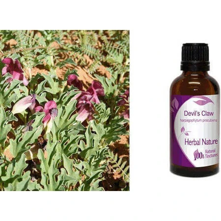 Nature & Body Tincture Harpagophytum Tincture (Devil's Claw) 50ml Harpagophyte: цены и характеристики