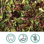 JR Farm (Джиер Фарм) Coneflower & Alfalfa Clover – Корм з сушеною ехінацеєю, люцерною та конюшиною для гризунів, 100 г: ціни та характеристики